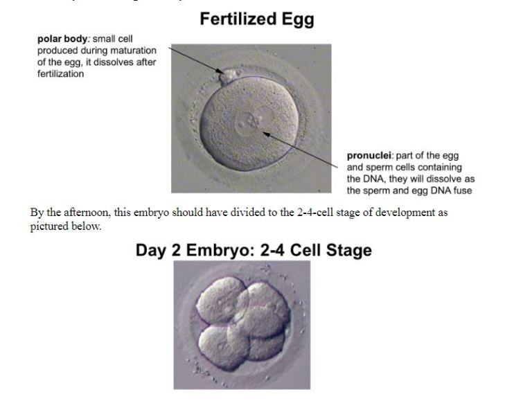 Embryologist-Blog