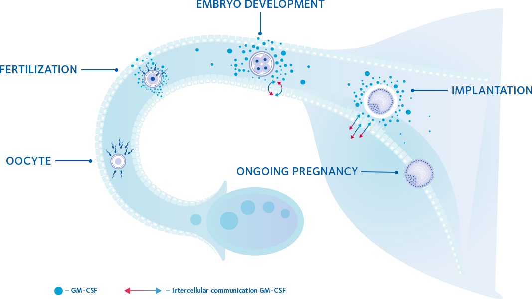 GMCSF-diagram-legend