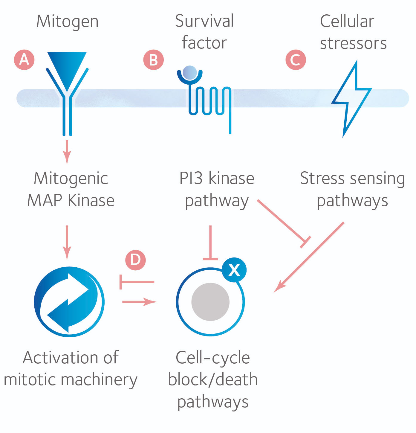 sage-1-step-gmcsf-Great-communicatior-infographic